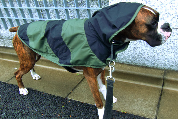 超大型犬用 蒸れない 着やすい 動きやすい レインコート Webショップにて全国発売スタート ドッグダイナー株式会社 プレスリリース配信代行サービス ドリームニュース