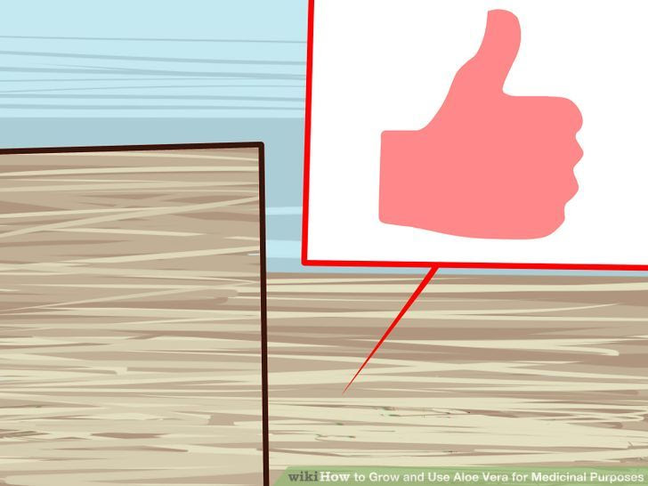 Grow and Use Aloe Vera for Medicinal Purposes Step 2 Version 2.jpg