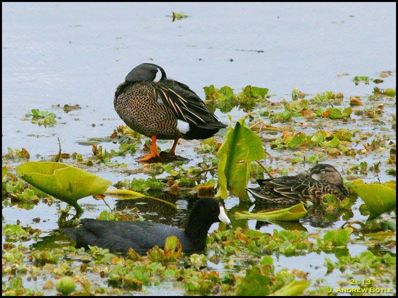 Blue-winged Teal