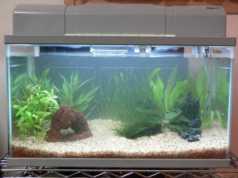 50cm水槽立ち上げ 極ミニ アクアリウム生活 楽天ブログ