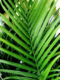 Palm branch