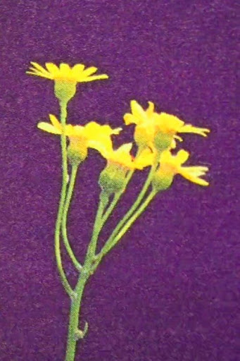صورة