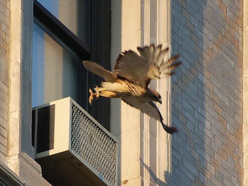 Isolde Takes Flight