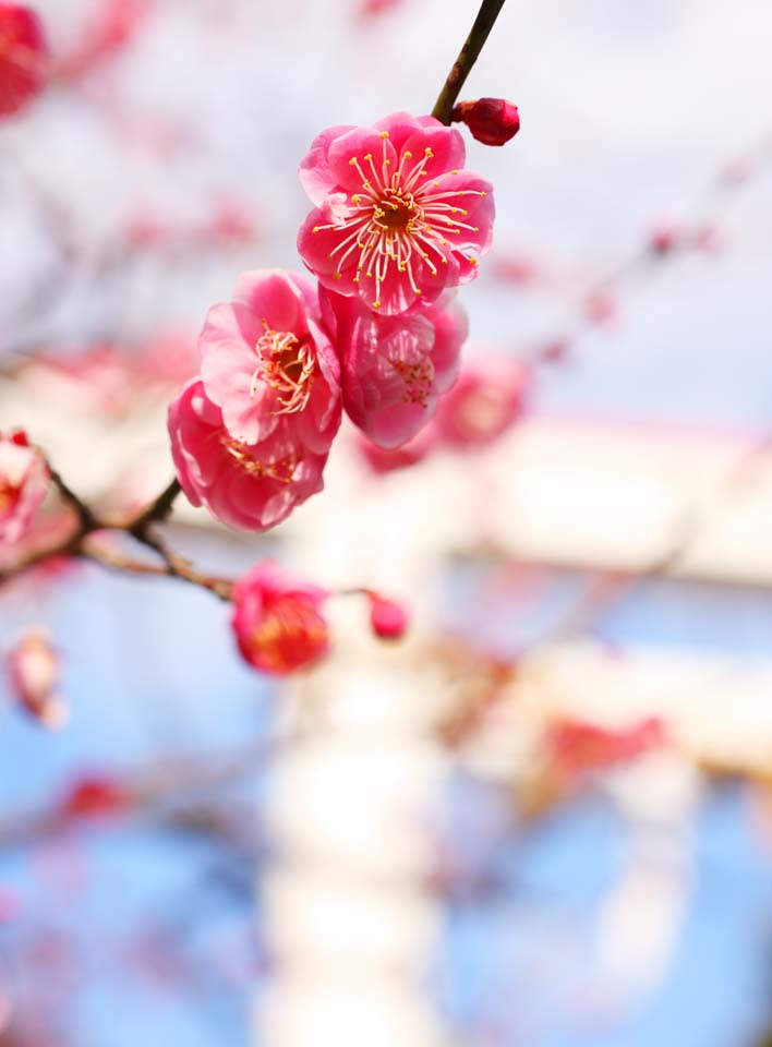 ゆんフリー写真素材集 No 鎌倉宮 梅 日本 神奈川