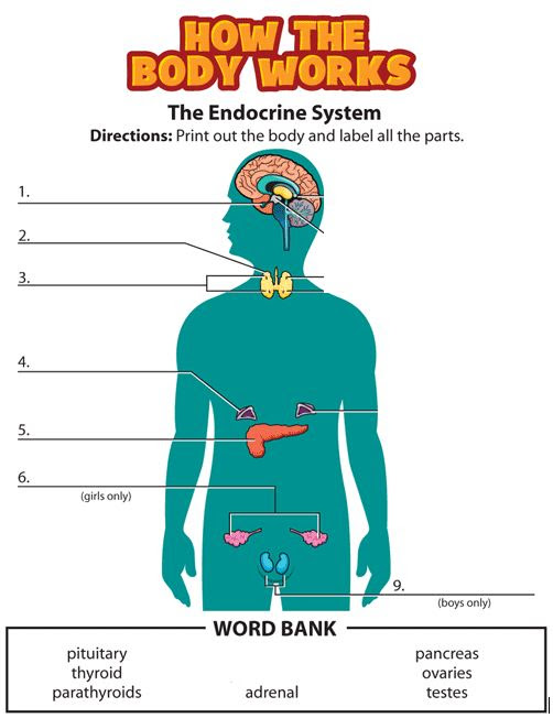 Endocrine - Mrs. Thomas' classes