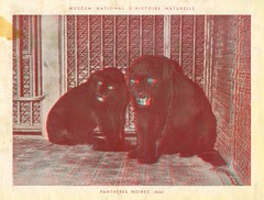 zoorelief p2