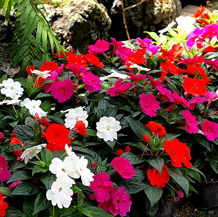 ニューギニアインパチェンスの育て方 ヤサシイエンゲイ