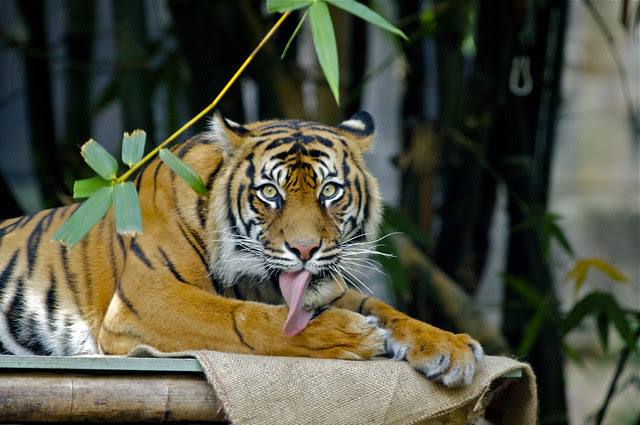 Sumatran Tiger