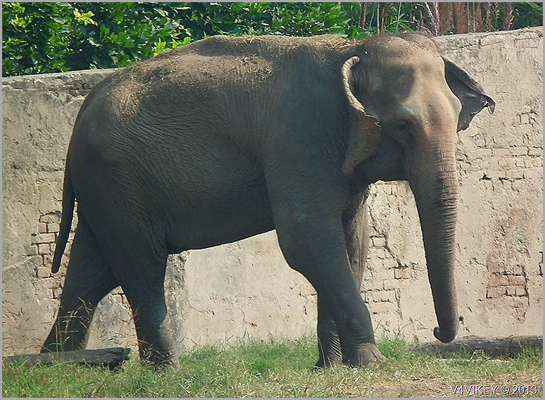 Asian Elephants