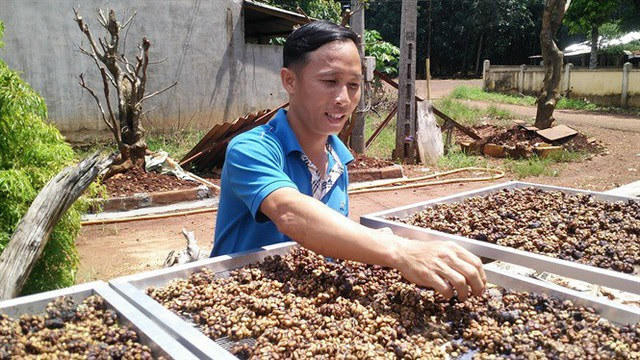 Sản phẩm chê Chồn được hong phơi trong nắng