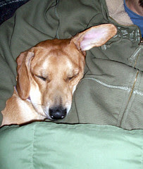 Sophie_Sleepy_110208