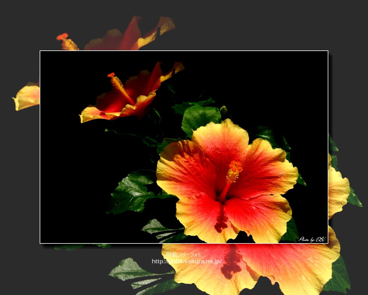 南国の花ハイビスカス 高画質 1280 1024 デスクトップ無料壁紙