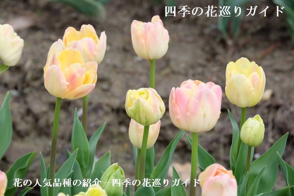 チューリップ 花の人気品種の紹介