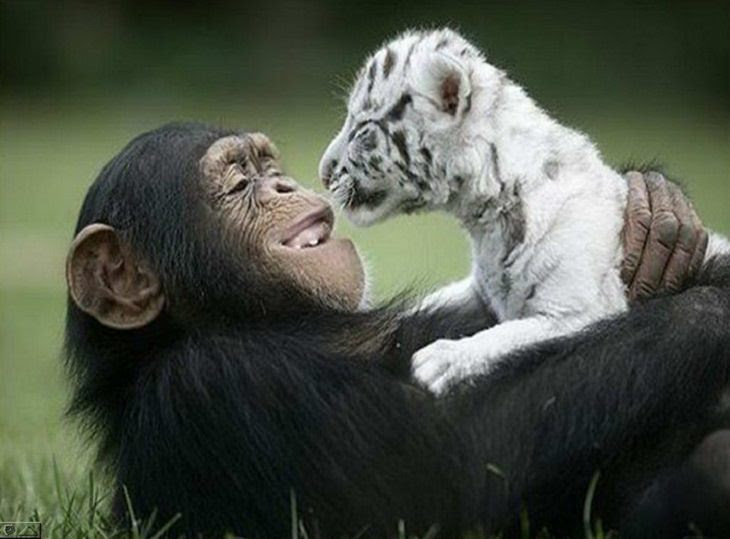 5 animais sorridentes e de bom humor