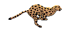 Running Cheetah.