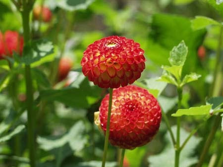 花 植物の関連記事 園芸ナビ 花と野菜の育て方