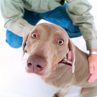 Do Dogs Get Pregnant on the First Try? | Dog Care - The Daily Puppy