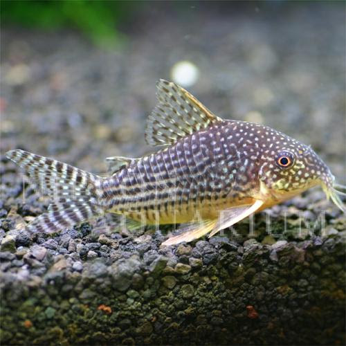 コリドラス ステルバイ 飼育方法 飼い方 餌 水温 混泳などについて 熱帯魚図鑑 熱帯魚の飼育 混泳 繁殖 病気など