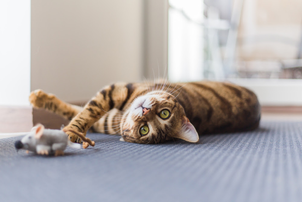 降参ポーズじゃない 猫がお腹を見せる理由5つ 触ると怒るのはなぜ Column Levees レビーズ Animal Rights 動物の権利を考えるwebマガジン