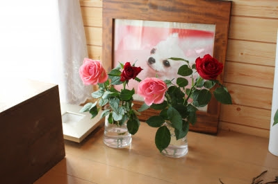 結果発表 バラの日持ちテストです いわき市 小名浜 花国湘南台店 お花の日記