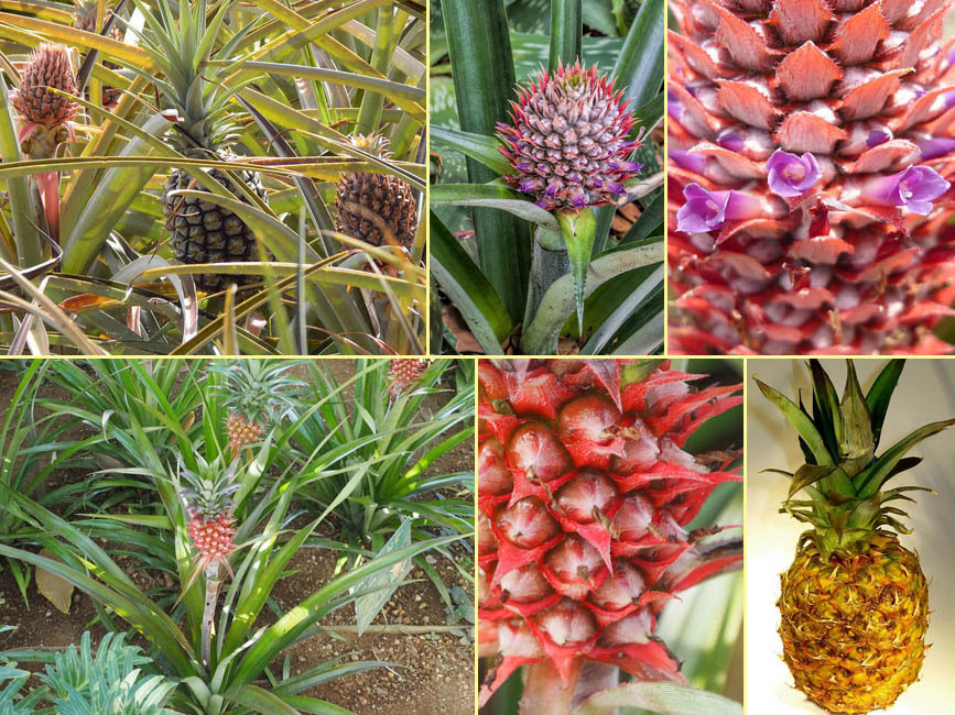 野山の草花 木々の花 植物検索図鑑 パイナップル