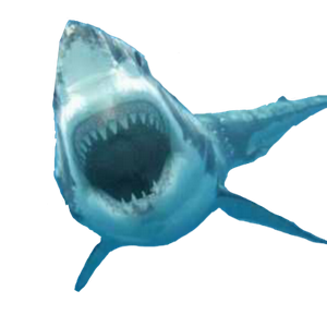 Ikan Hiu Format Png ClipArt Best Ikan Hiu Format Png ClipArt Best