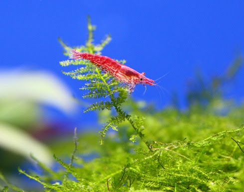 エビなどの甲殻類を水草についた農薬から守ろう 熱帯魚 アクアリウム情報マガジン
