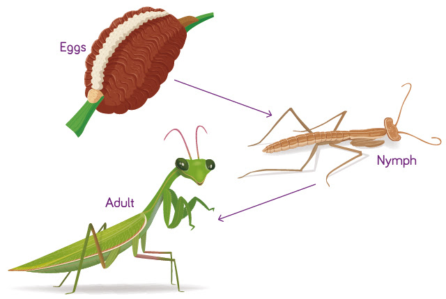 Life Cycle – Praying Mantis | The Boy Fitz Hammond