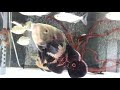 √100以上 オスカー ワイルド 熱帯魚 147931-オスカー ワイルド 熱帯魚