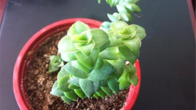 多肉植物星王子怎么养殖 养花技巧 花匠谷