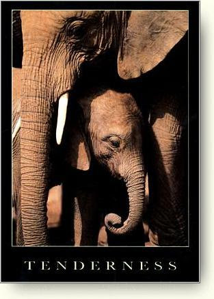 african elephant ears. African elephants have