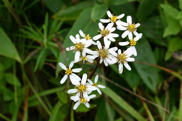 山の花だより 車山 霧ヶ峰一帯