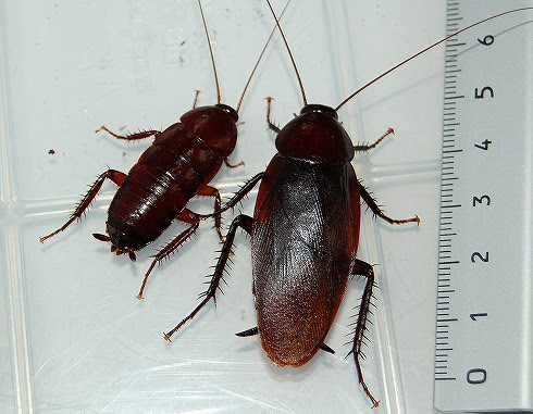生き物 昆虫 他 ゴキブリ オオクロゴキブリ 幼虫５匹セット