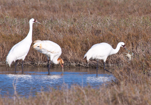 Whooping Crane carrying blue crab to edge of water