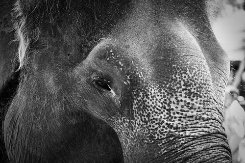 ElephantClose3BW