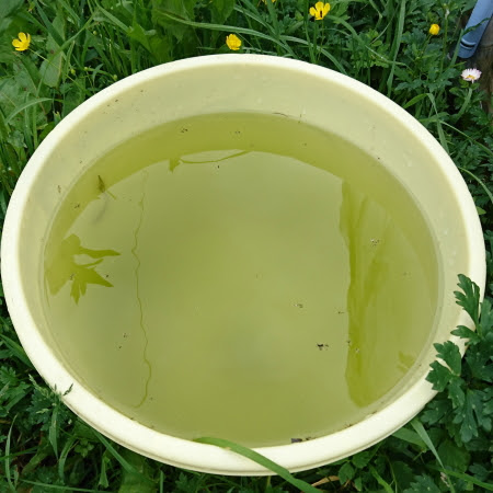 メダカの稚魚の飼育水に使われるグリーンウォーターが出来ました えびrock