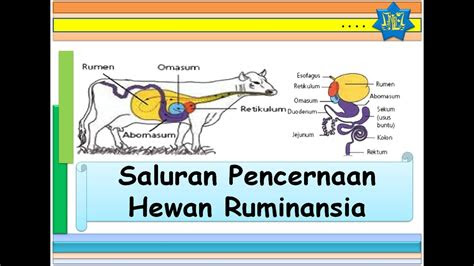 gambar alat pencernaan hewan ruminansia gambar hewan