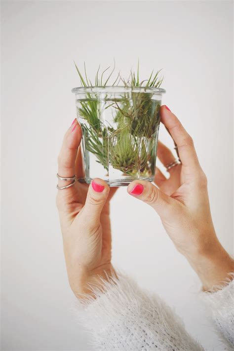 care air plants beautiful mess