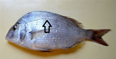 魚は側線で感じ取る 目はほぼお飾り状態