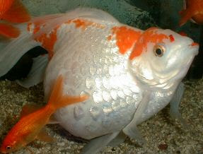 Aquarium 近況報告 99 06 26 金魚のお腹