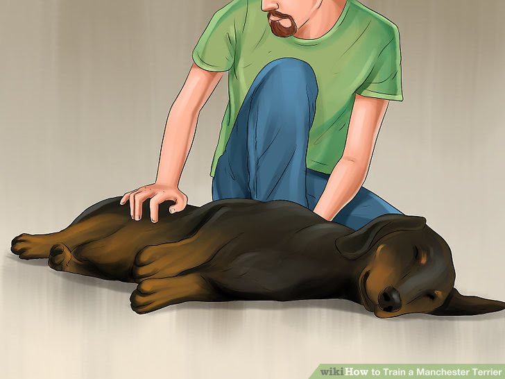 Train a Manchester Terrier Step 9.jpg