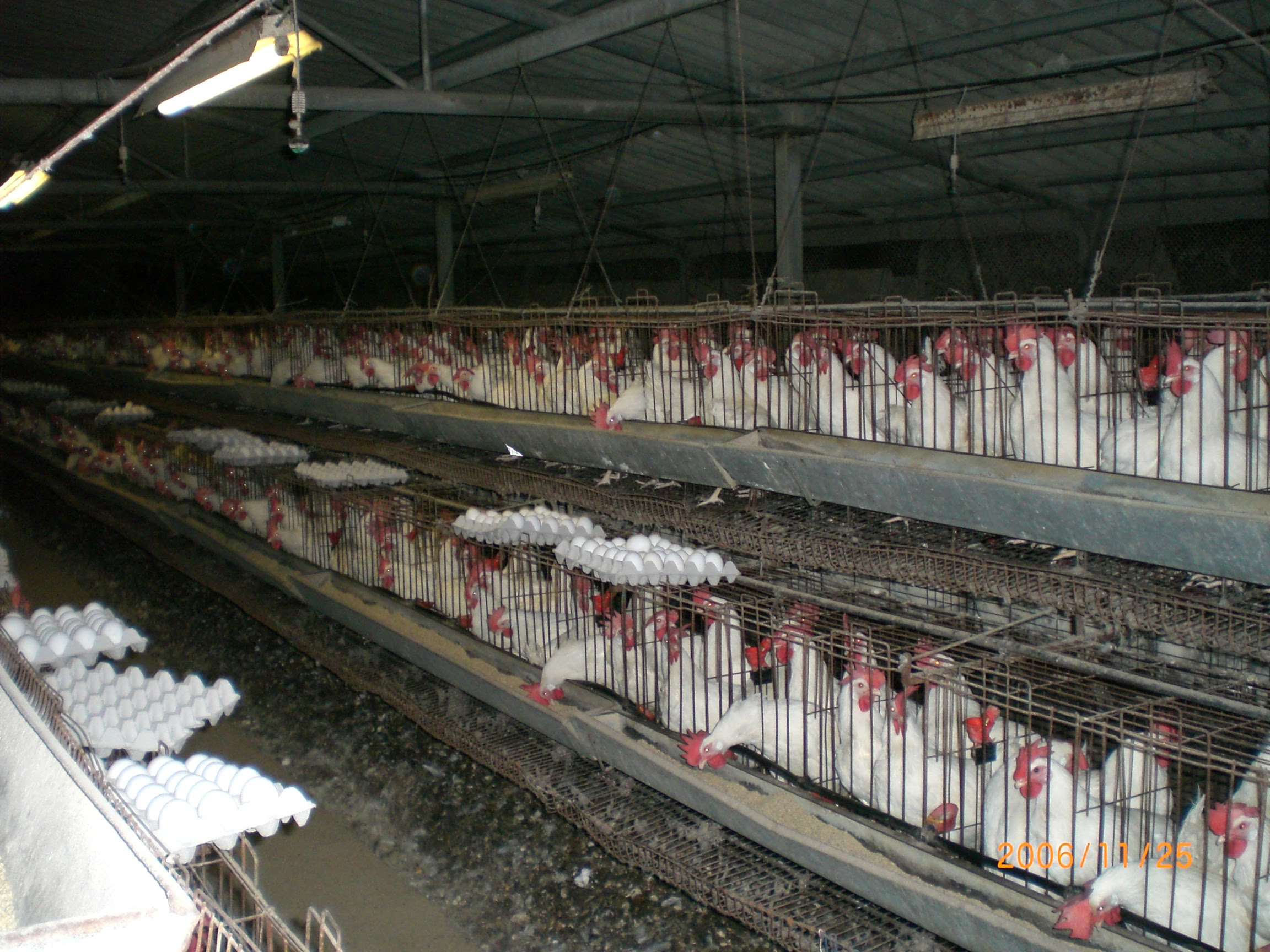Description Industrial-Chicken-Coop.JPG