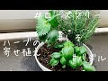 [ベスト] ローズマリー 寄せ植え 花 202490-ローズマリー 寄せ植え 花