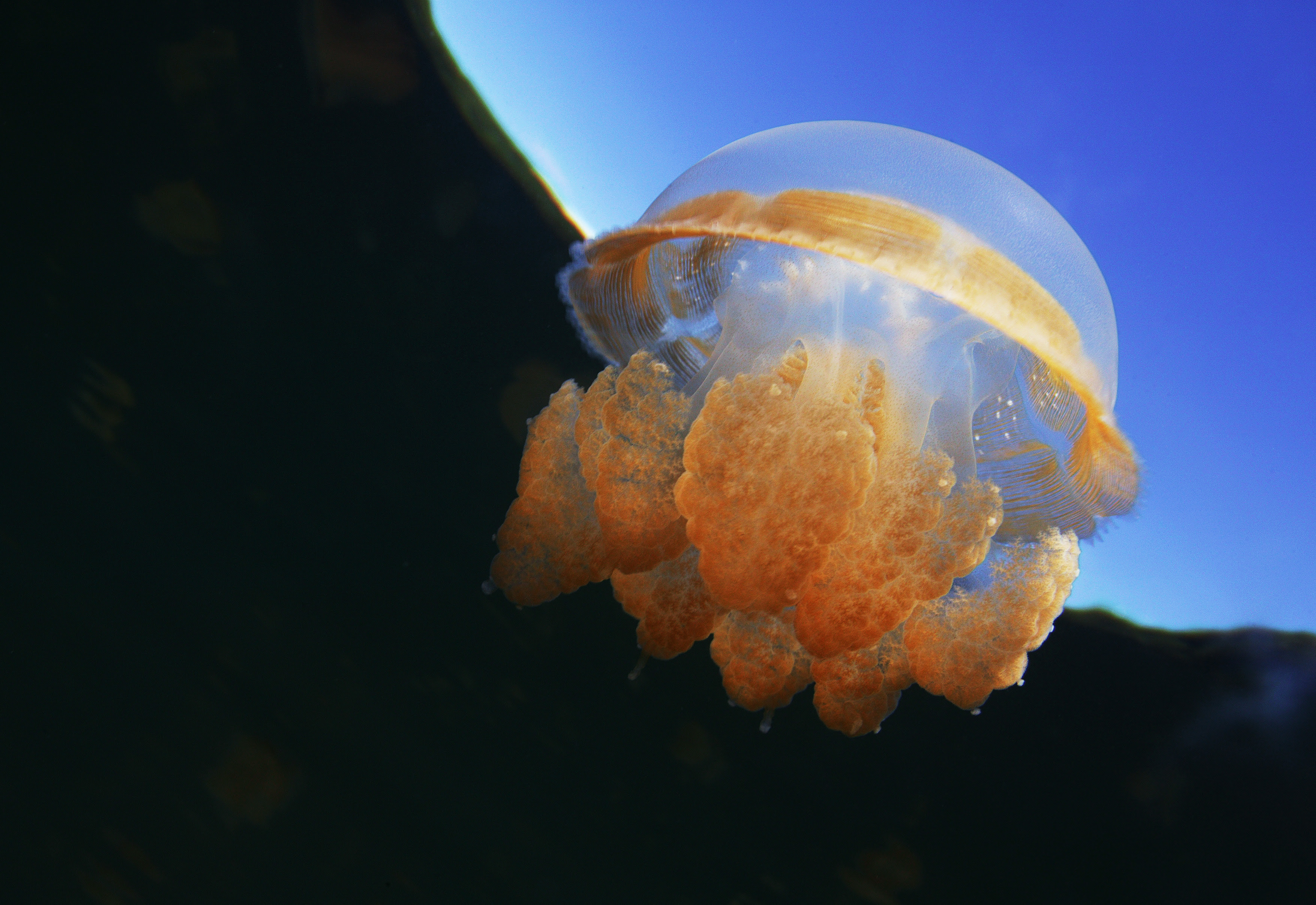 ゆんフリー写真素材集 No 2227 クラゲ 空へ パラオ共和国 パラオ