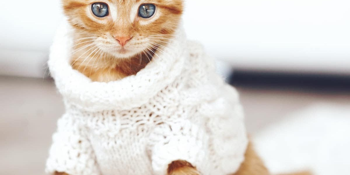 Toutes Les Questions Sur Le Poils Des Chats Equilibre Instinct