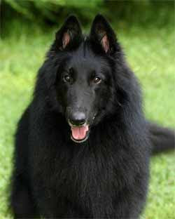  different types of dogs youtube