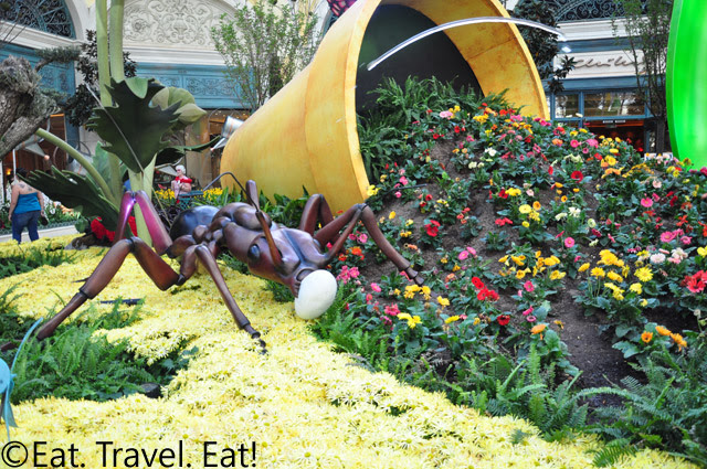 Potting Soil and Ant Picture 2 with Water