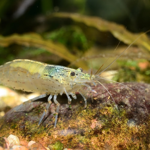 ミナミヌマエビが自分の卵を食べる 対策方法は 熱帯魚 淡水魚 海水魚の図鑑