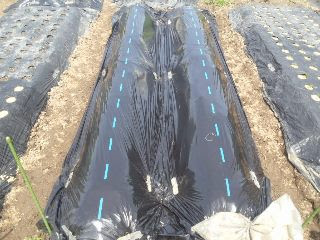 サトイモのマルチ栽培 定植する穴の深さはcm以上を確保 家庭菜園デザインノート 楽天ブログ