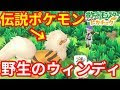 √1000以上 虎 ポケモン ウインディ 691786-虎 ポケモン ウインディ